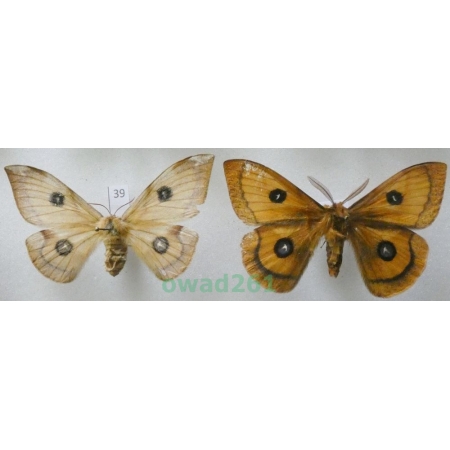 Aglia tau (Linnaeus, 1758) pair Czech39